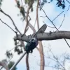 Aku vyvětvovací řetězová pila Makita DUA301Z, 2x18V - solo